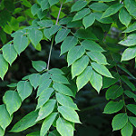 Gymnocladus dioicusKentucky coffeetree