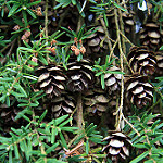 Tsuga heterophylla western hemlock