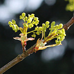 Acer platanoides Norway maple