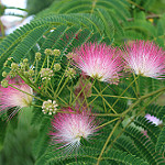 Albizia julibrissin Persian silk tree